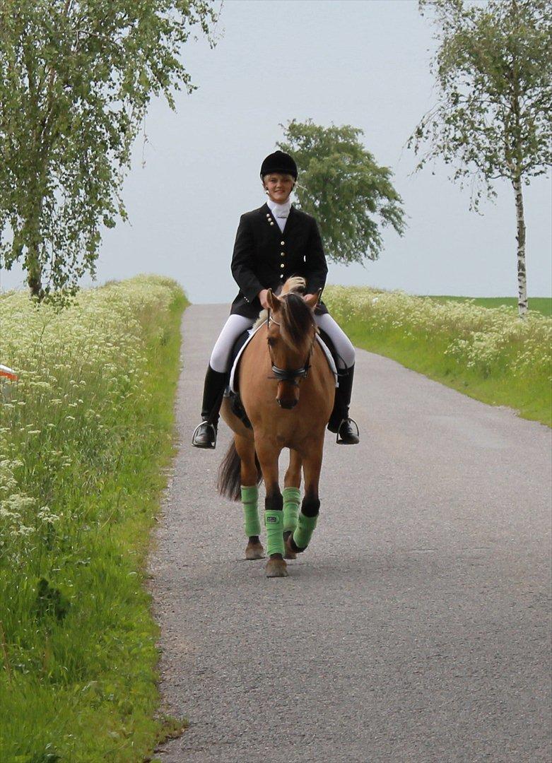 Anden særlig race Loke - på vej til dressurstævne :) Foto: Helene billede 16