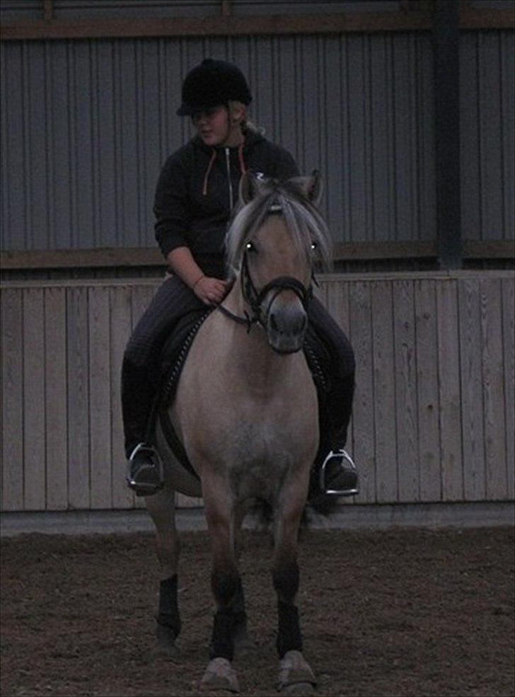 Fjordhest Regina Godthaab (TIDL. PART) billede 19