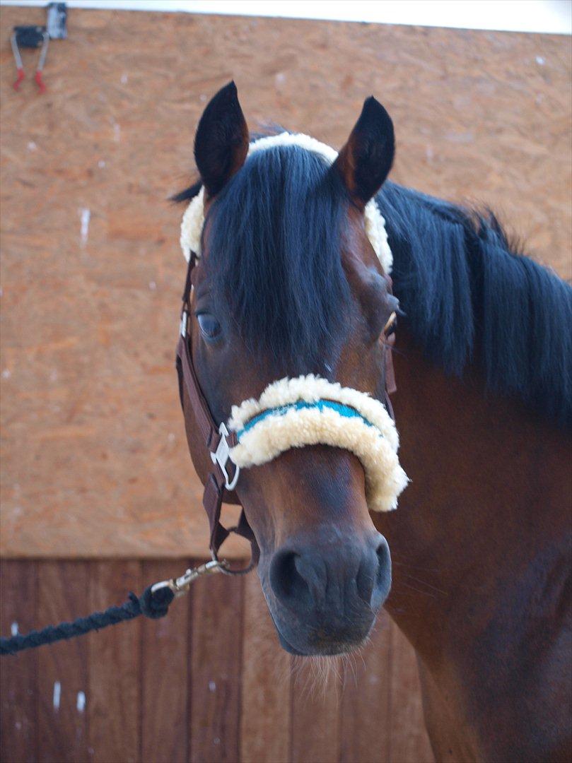 Hollandsk Sportspony Coelenhage's Purioso A-PONY - Velkommen til Purioso's profil, læg gerne en kommentar :-)<3 billede 1