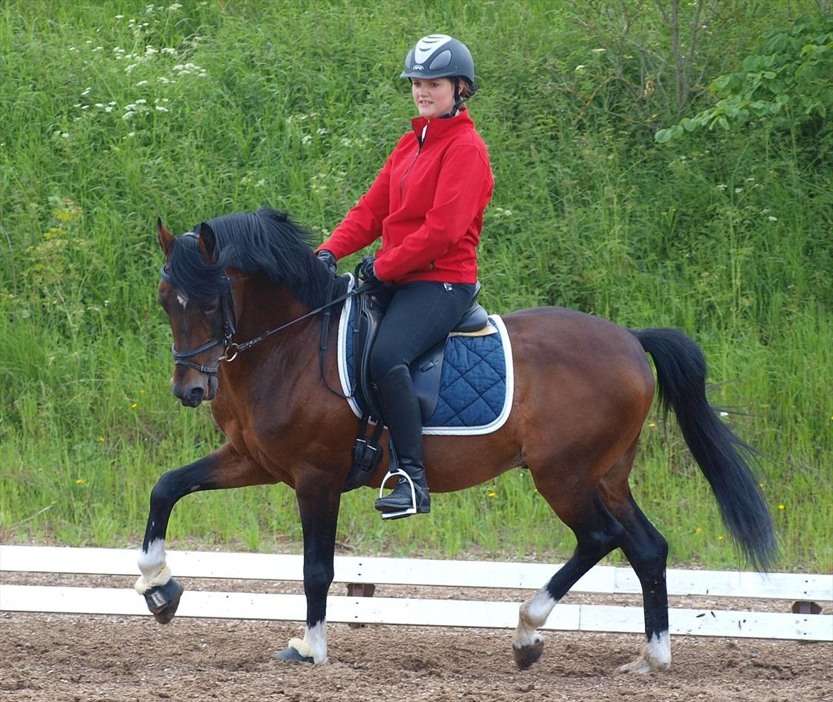 Hollandsk Sportspony Coelenhage's Purioso A-PONY - En af mine første ture på ham <3 billede 3