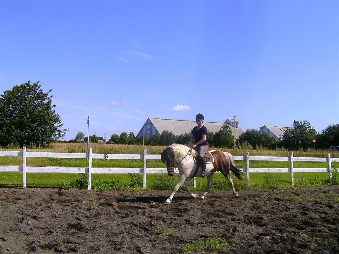 Pinto Sullivan (HINGST) - Træning sommeren 2011 billede 10