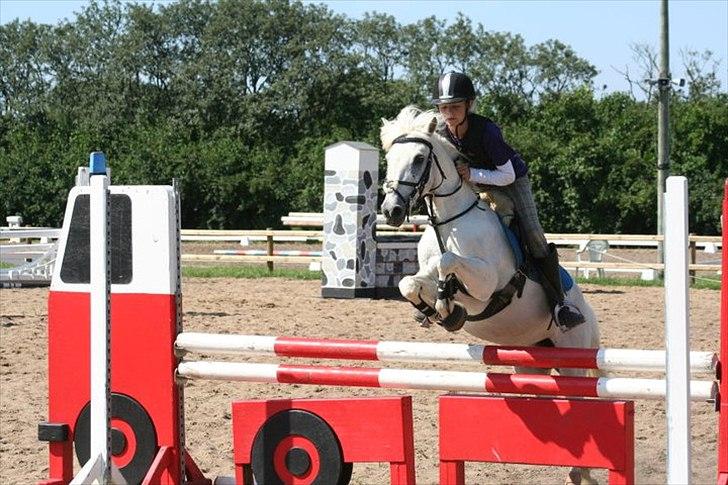 Anden særlig race Tøsen - MB billede 11