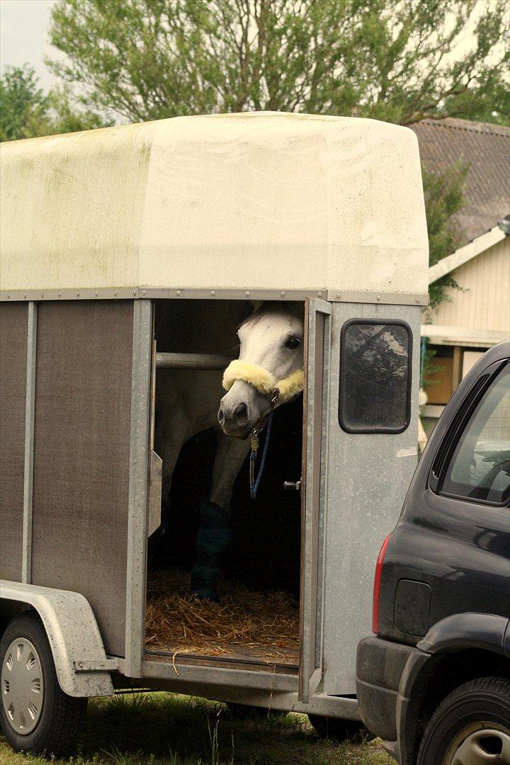 Trakehner Bint-Al-Hawa savnet!! - på vej væk 
(Foto mig selv :) ) billede 20