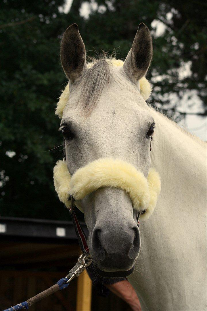 Trakehner Bint-Al-Hawa savnet!! - smukke smukke Hawa taget lige før du skulle afsted
(foto mig selv :)  ) billede 3