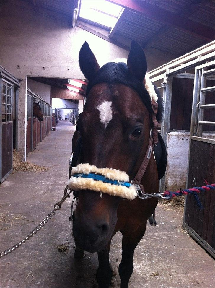 Hollandsk Sportspony Coelenhage's Purioso A-PONY - Smukke<3 billede 5