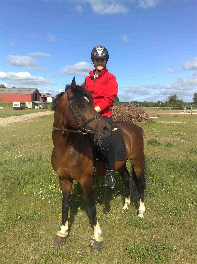 Hollandsk Sportspony Coelenhage's Purioso A-PONY - Min første tur på ham<3 billede 8