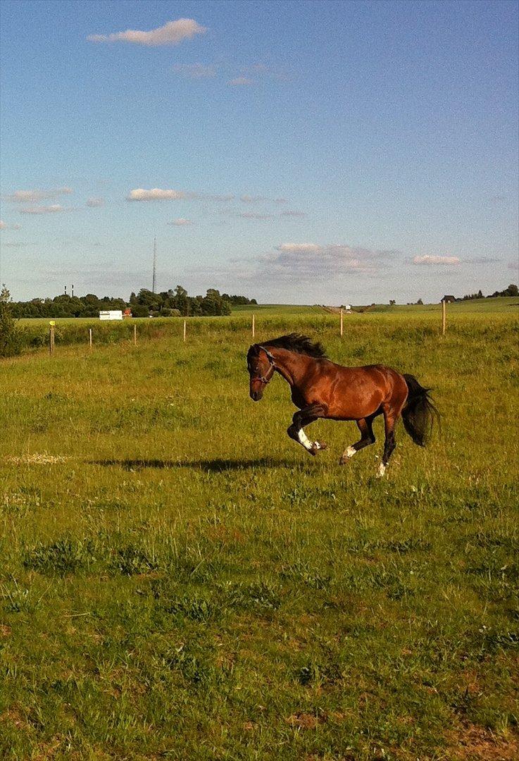 Hollandsk Sportspony Coelenhage's Purioso A-PONY - Glad for at være på fold :D billede 15