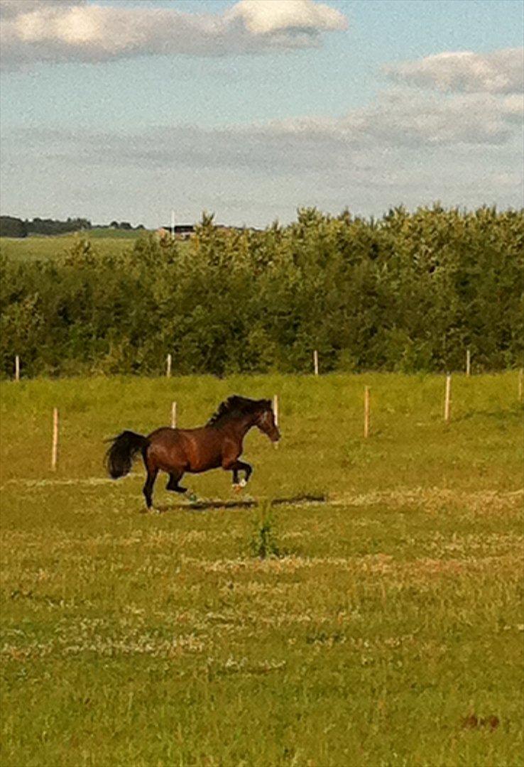 Hollandsk Sportspony Coelenhage's Purioso A-PONY - Glad for at være på fold :D billede 9