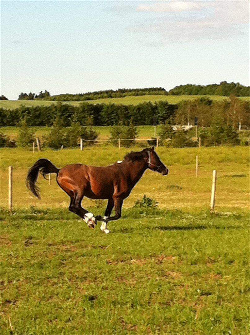 Hollandsk Sportspony Coelenhage's Purioso A-PONY - :D haha billede 11