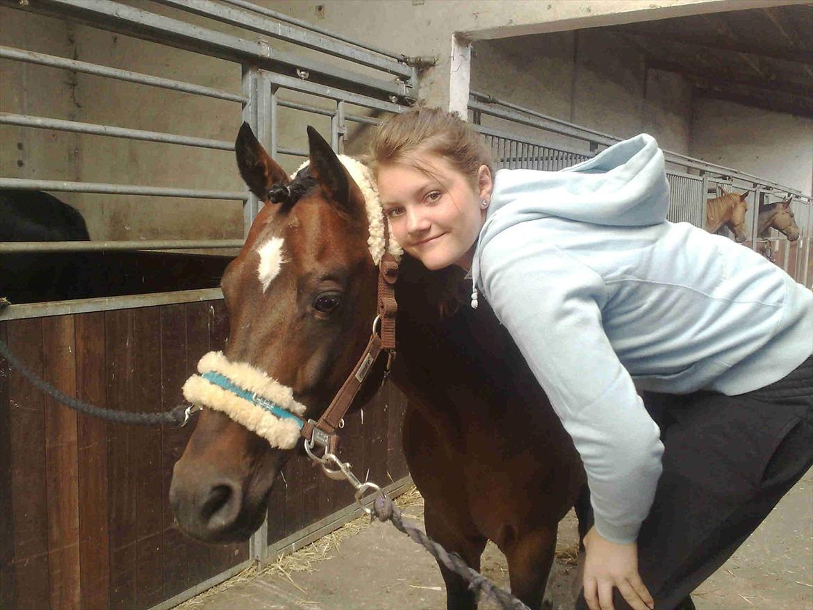 Hollandsk Sportspony Coelenhage's Purioso A-PONY - Elsker ham<3 billede 6