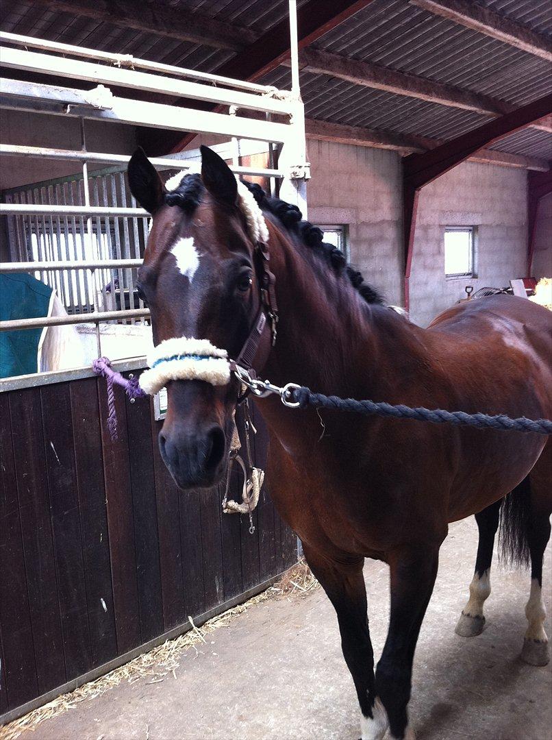 Hollandsk Sportspony Coelenhage's Purioso A-PONY - Smukke, inden vi skal til stævne<3 billede 2
