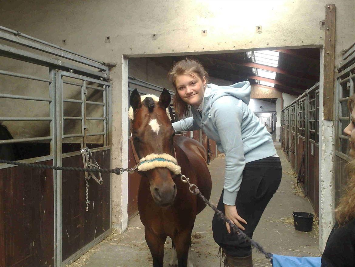 Hollandsk Sportspony Coelenhage's Purioso A-PONY - Elsker ham<3 billede 4