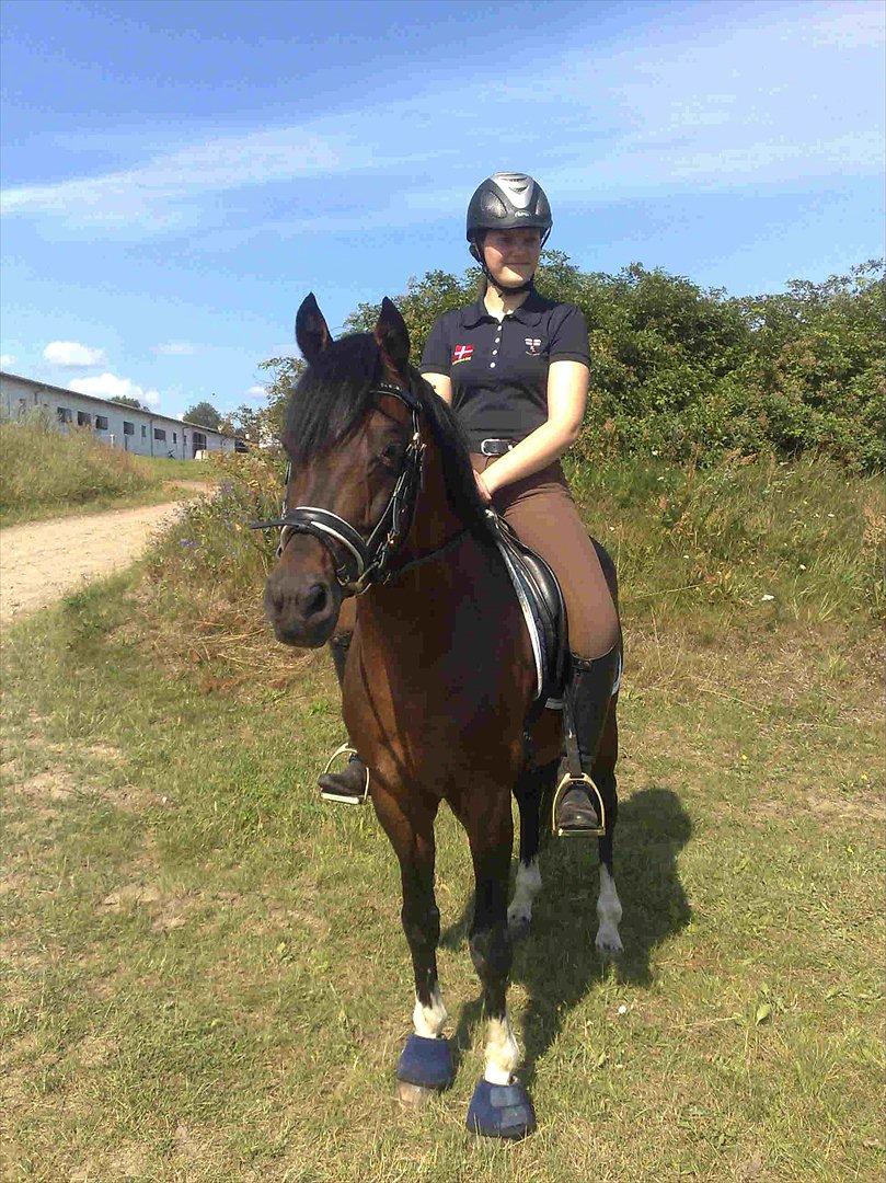 Hollandsk Sportspony Coelenhage's Purioso A-PONY - <33 billede 14