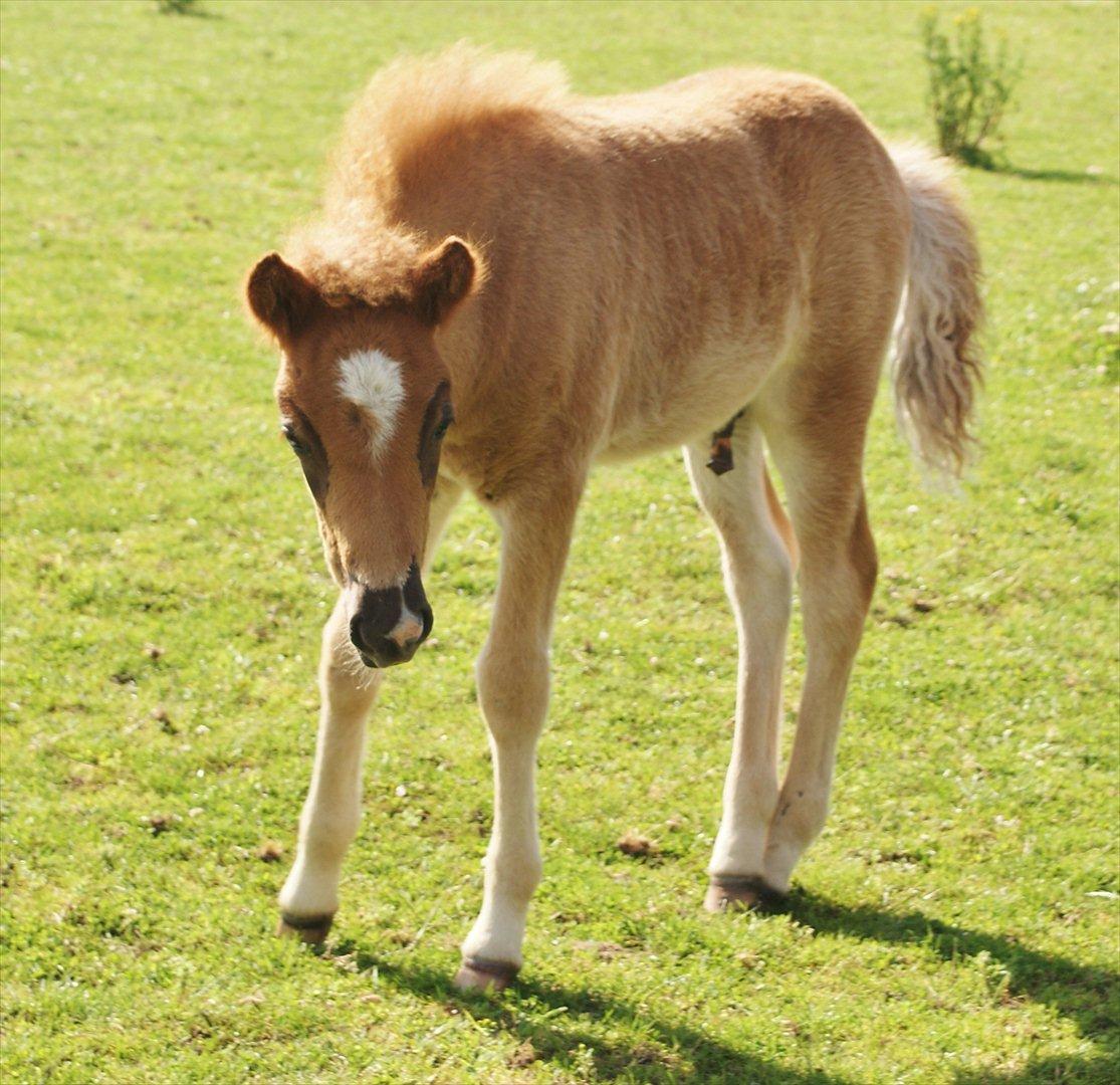 Islænder Neisti fra Lysenge billede 7