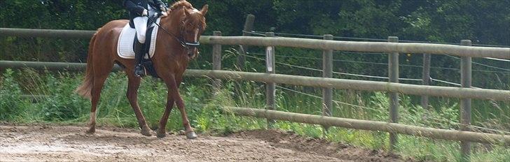 New Forest Rossums Tango (Tidl. Pony) - gammelt billede, kan nemlig se jeg ikke havde styr på hænderne..
men Tango er dejlig..;-) billede 10