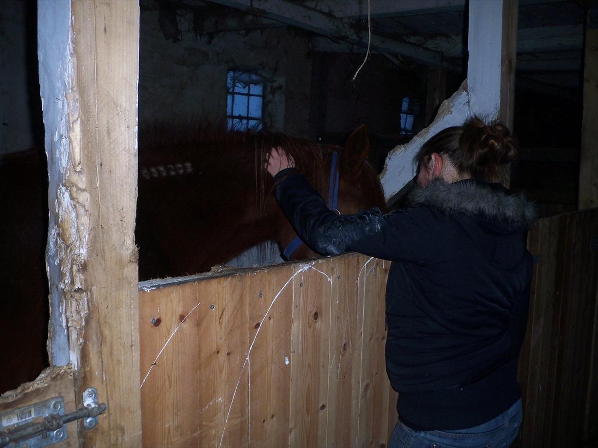 Traver Red Shiba - Shiba og mig hos gamle ejer :) <3
(December 2010/Januar 2011) billede 10