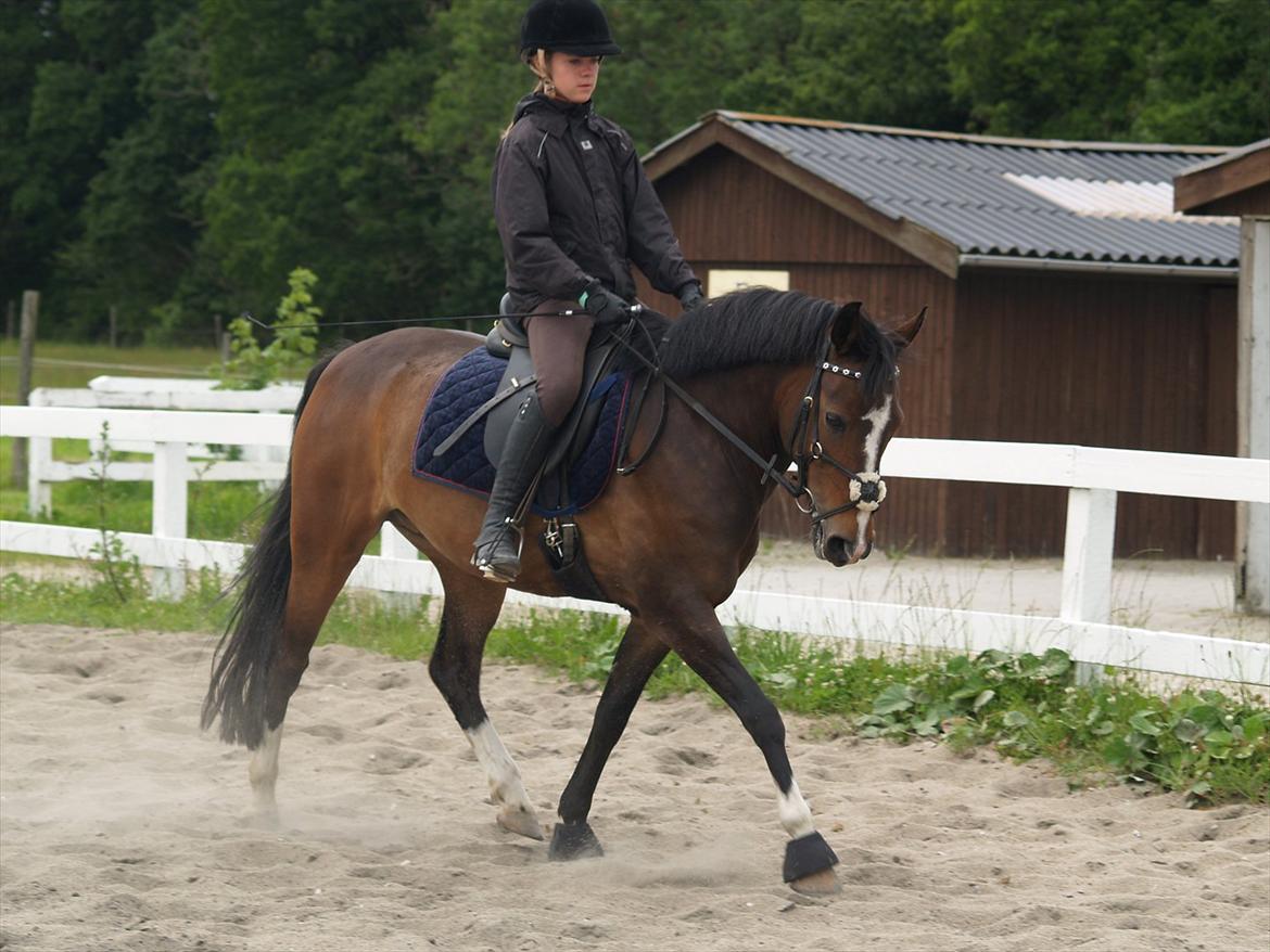 New Forest Equile's Maurita - Hun er bare så dygtig!! <333 Foto: Caroline billede 11