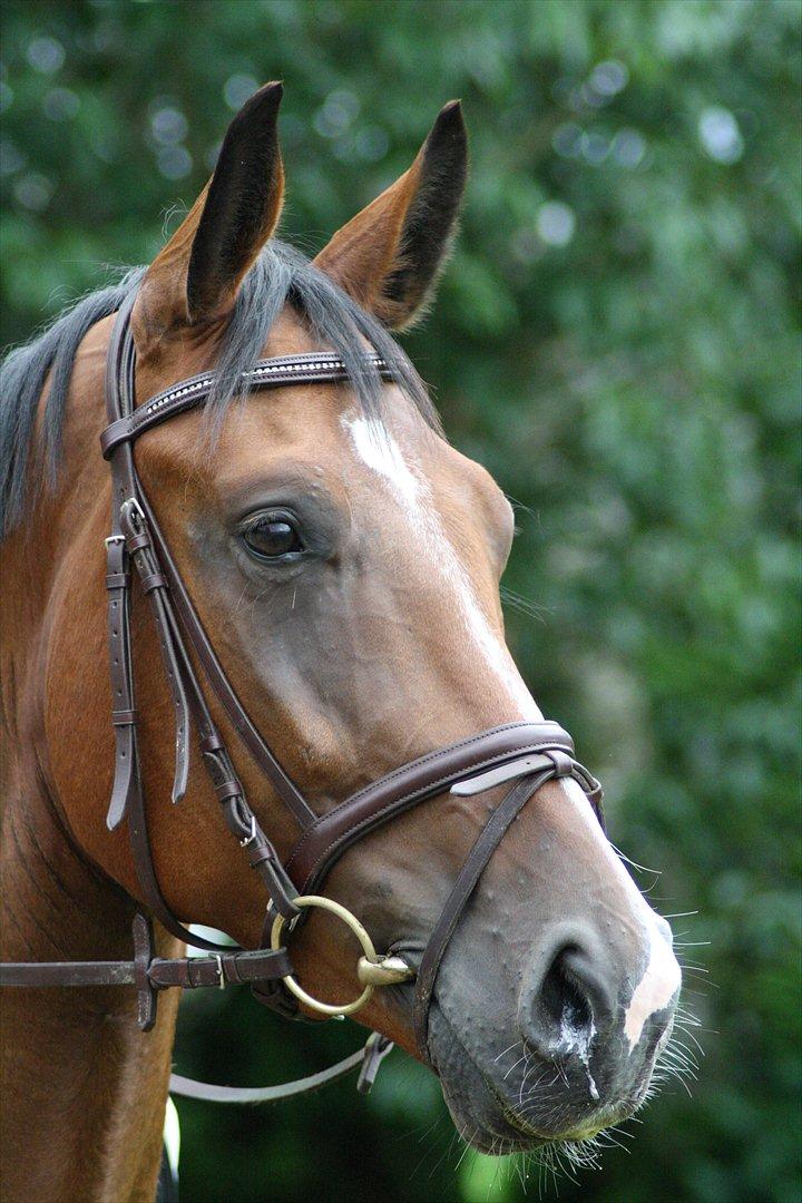 Dansk Varmblod Trekroners Gambler (SOLGT) billede 1