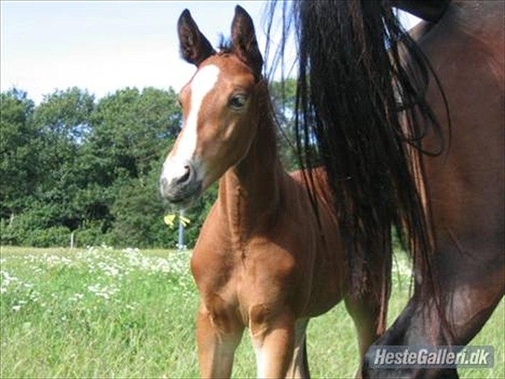 Dansk Varmblod Trekroners Gambler (SOLGT) billede 2