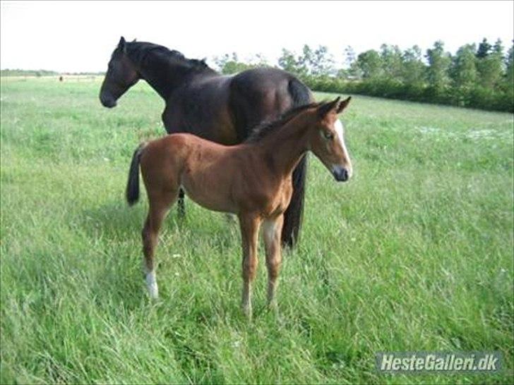 Dansk Varmblod Trekroners Gambler (SOLGT) billede 3