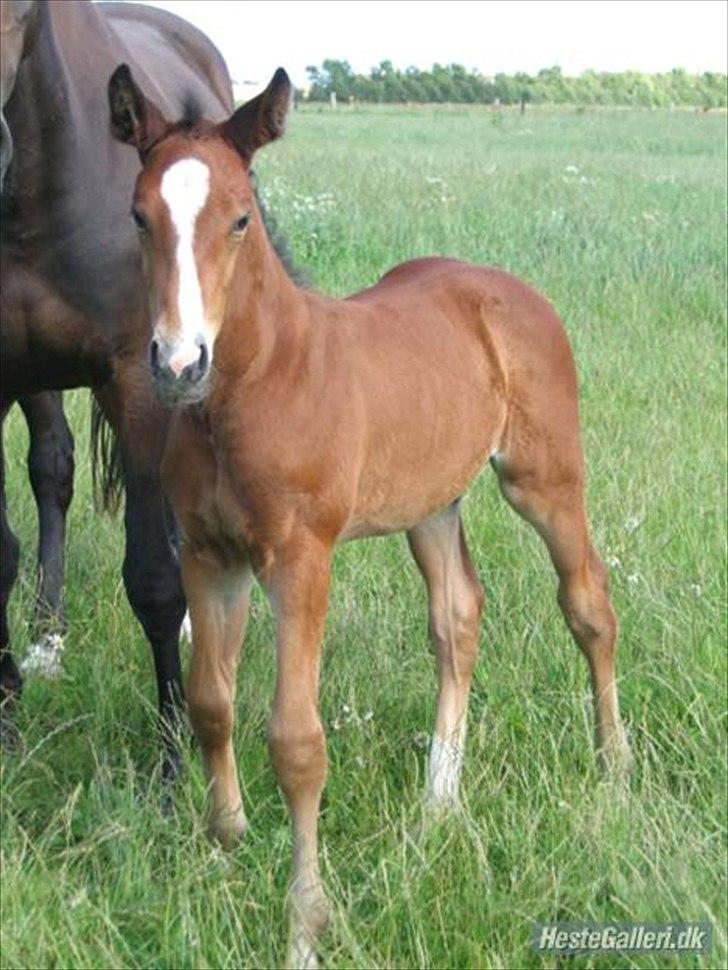 Dansk Varmblod Trekroners Gambler (SOLGT) billede 4