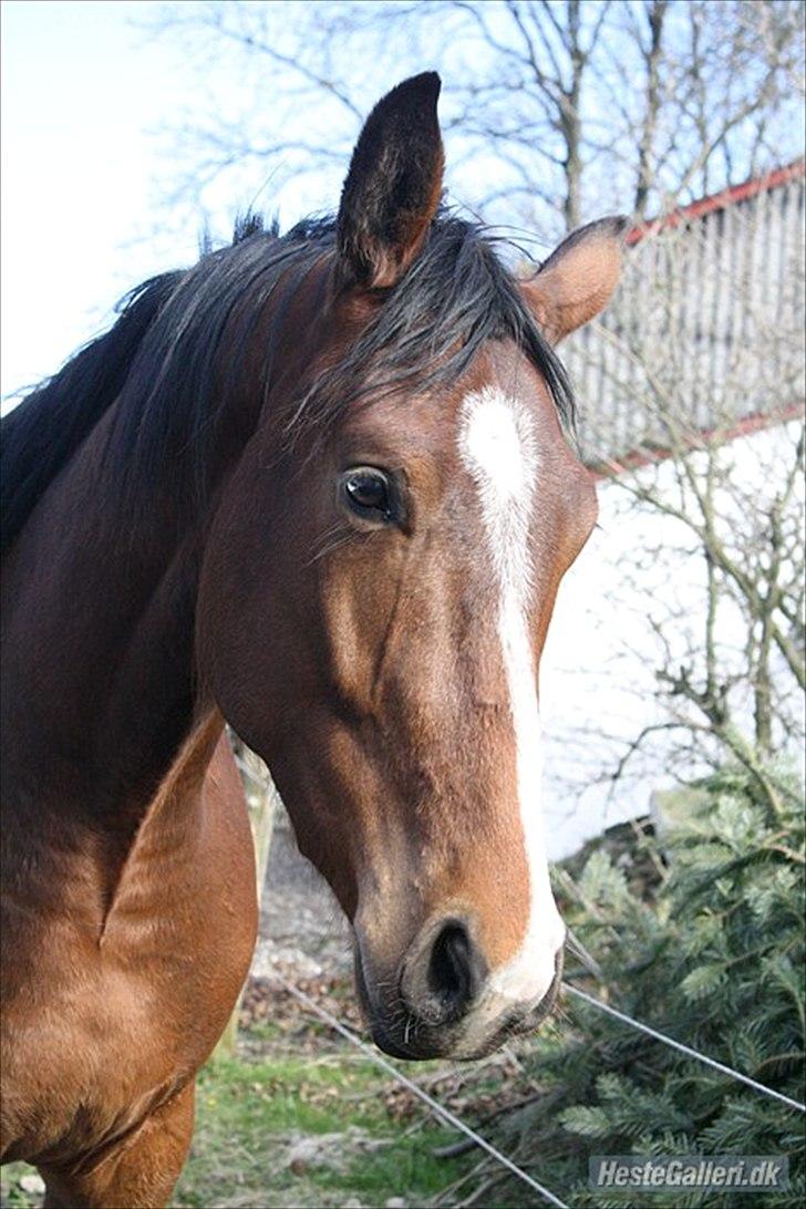 Dansk Varmblod Trekroners Gambler (SOLGT) billede 5