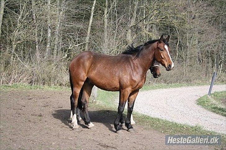 Dansk Varmblod Trekroners Gambler (SOLGT) billede 6