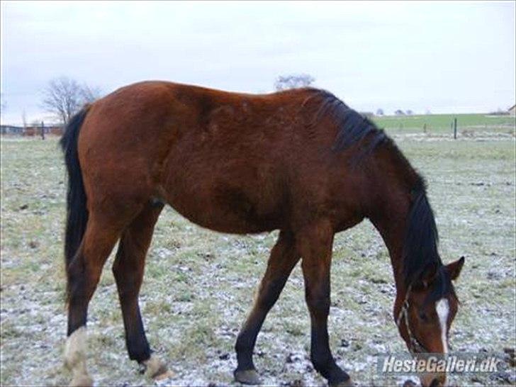 Dansk Varmblod Trekroners Gambler (SOLGT) billede 7