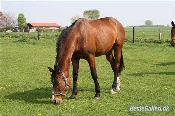 Dansk Varmblod Trekroners Gambler (SOLGT) billede 8