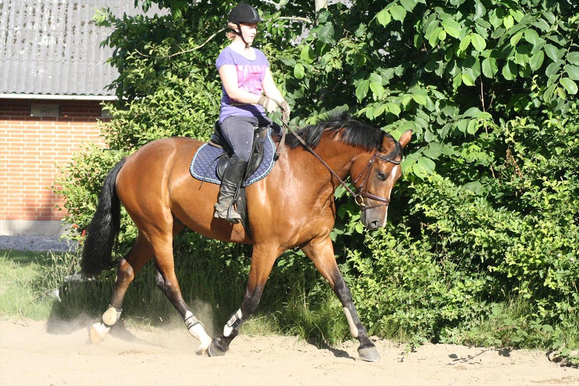 Dansk Varmblod Trekroners Gambler (SOLGT) billede 9