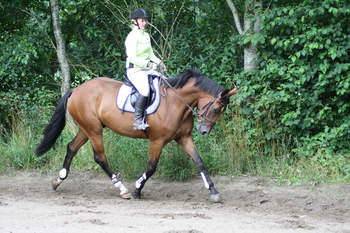 Dansk Varmblod Trekroners Gambler (SOLGT) billede 10