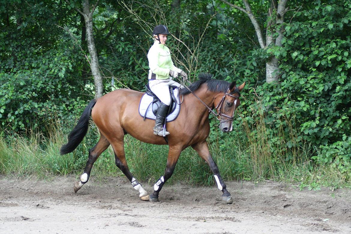 Dansk Varmblod Trekroners Gambler (SOLGT) billede 11