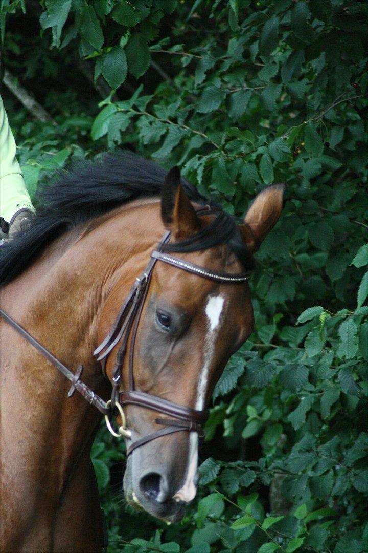 Dansk Varmblod Trekroners Gambler (SOLGT) billede 12