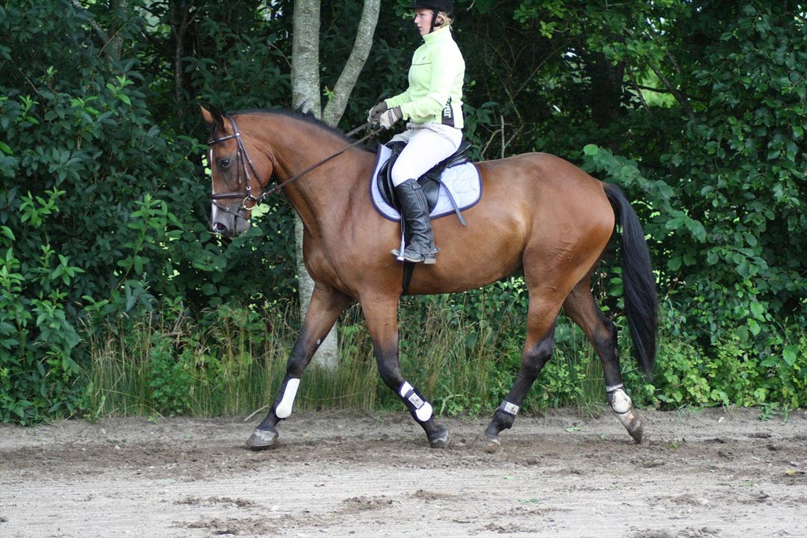 Dansk Varmblod Trekroners Gambler (SOLGT) billede 13