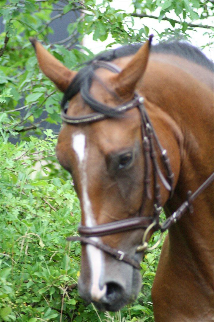 Dansk Varmblod Trekroners Gambler (SOLGT) billede 14