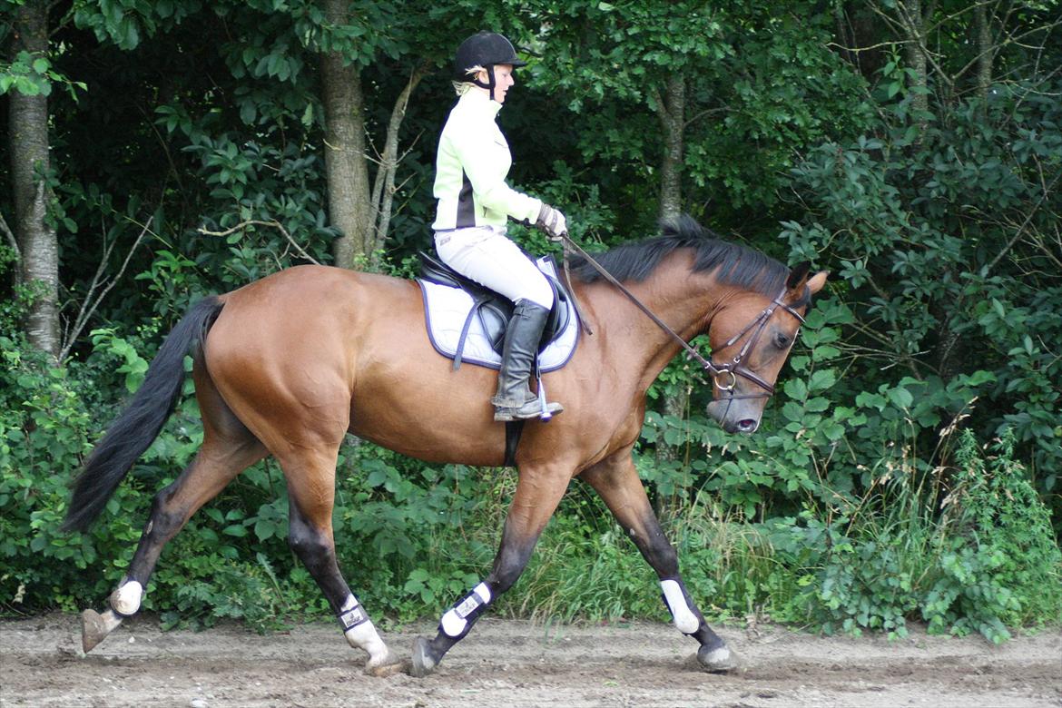 Dansk Varmblod Trekroners Gambler (SOLGT) billede 15