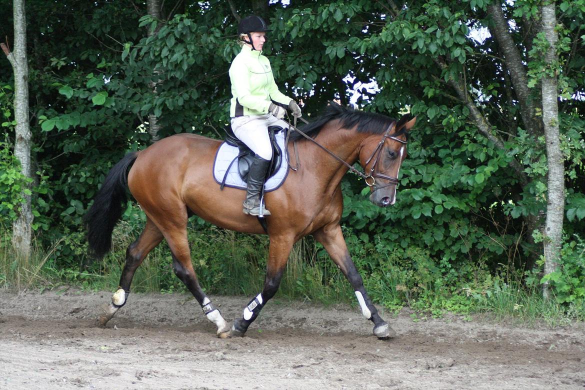 Dansk Varmblod Trekroners Gambler (SOLGT) billede 16