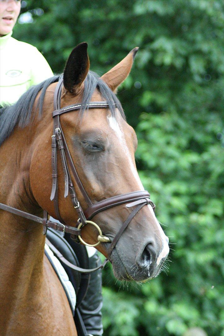 Dansk Varmblod Trekroners Gambler (SOLGT) billede 17