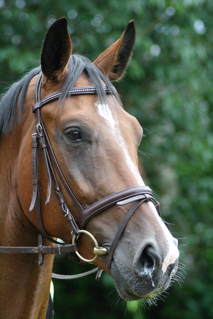 Dansk Varmblod Trekroners Gambler (SOLGT) billede 18