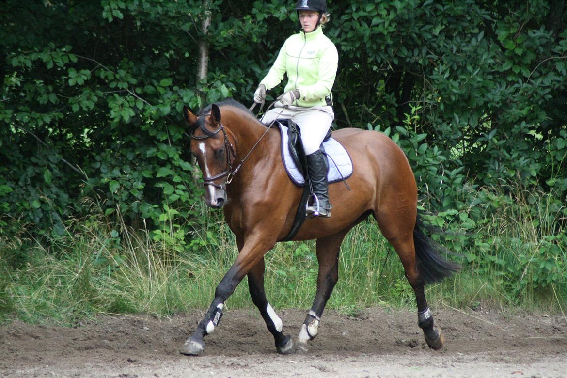 Dansk Varmblod Trekroners Gambler (SOLGT) billede 19