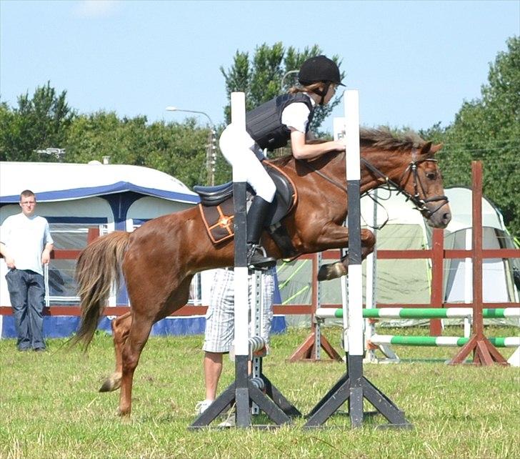 Welsh Pony (sec B) Hedebo's Cindi - Ponyuge 2011 :-) 0 fejl i LC - hun var skøn! billede 4