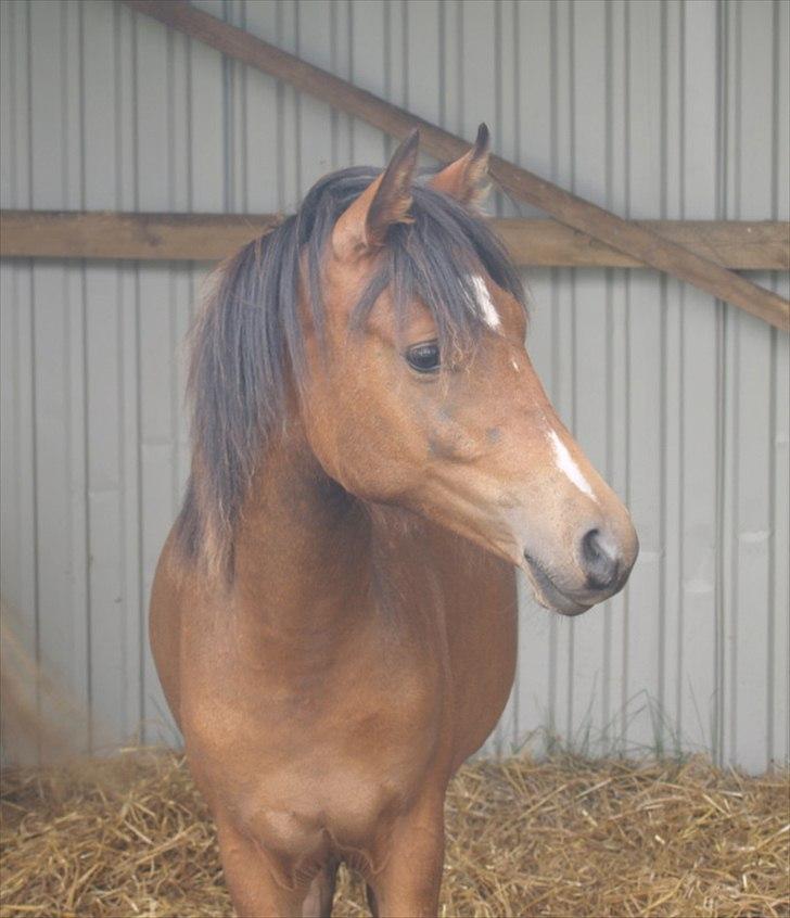 Welsh Partbred (Sec F) | Eowyns First Rose | billede 8