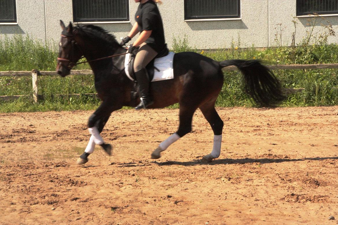 Oldenborg Quikstep af Østerholm  billede 11