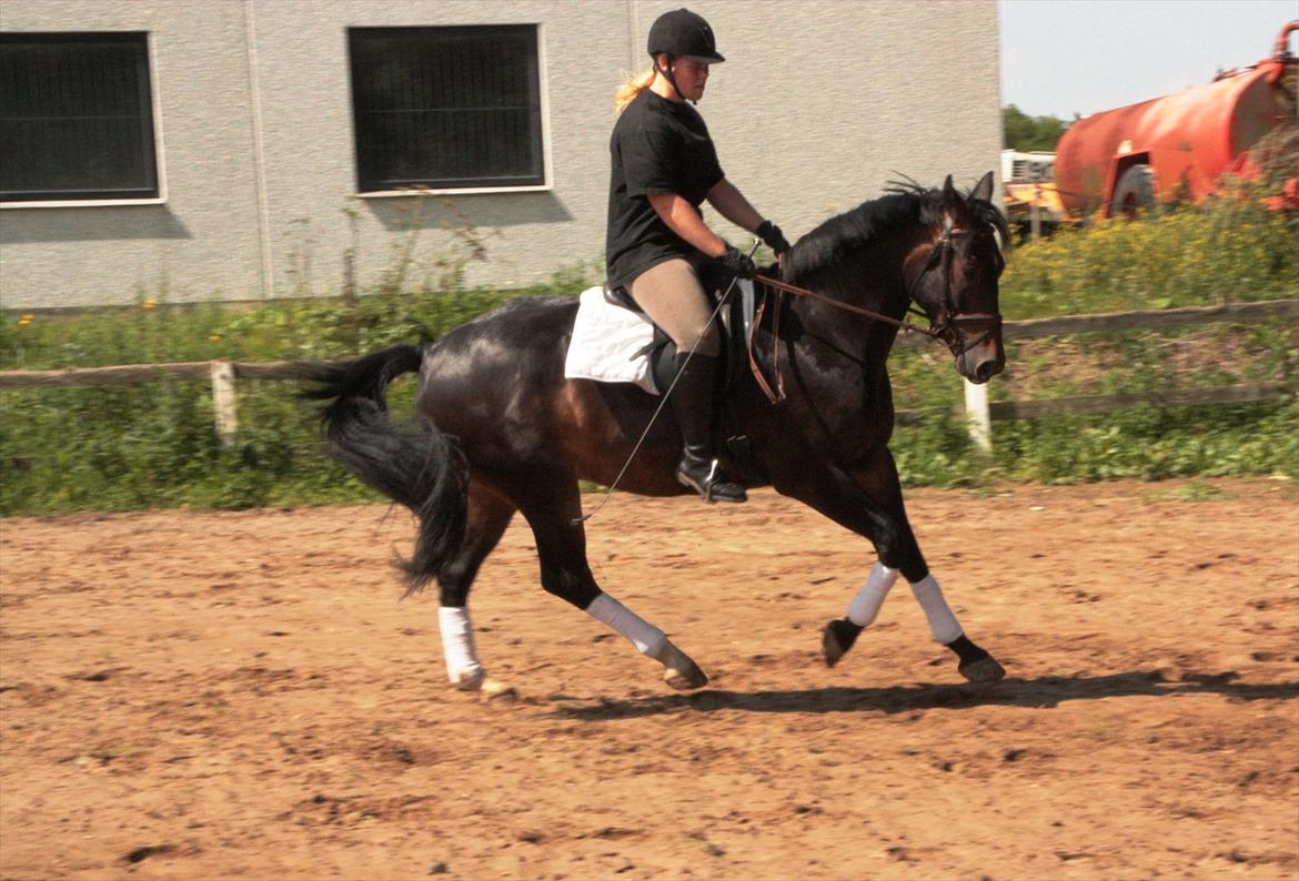 Oldenborg Quikstep af Østerholm  billede 14