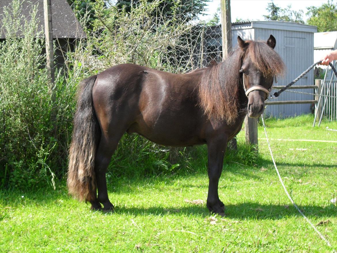 Shetlænder Thorshøjs Veto  - Veto 1 år.. billede 1