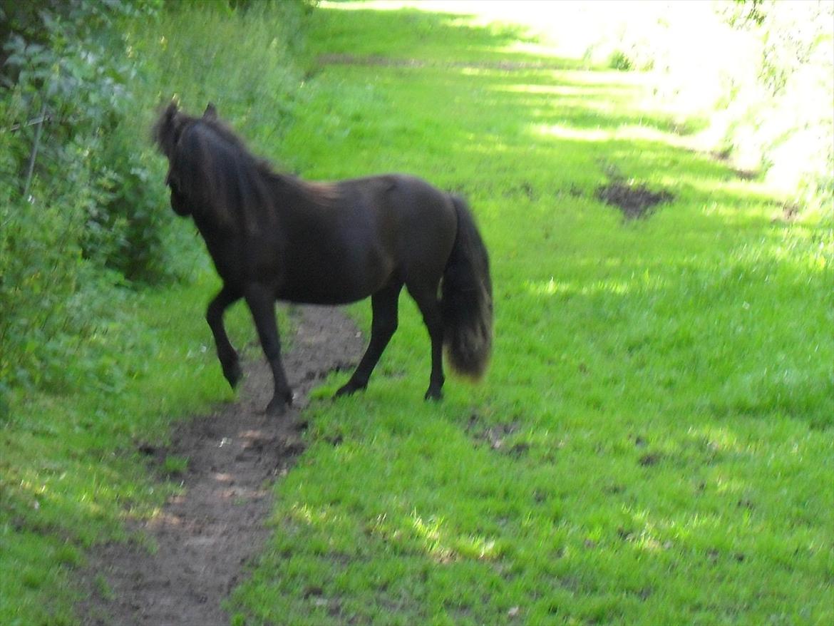 Shetlænder Thorshøjs Veto  - Veto 1 år... hmm. hvor mon de andre er :) billede 2