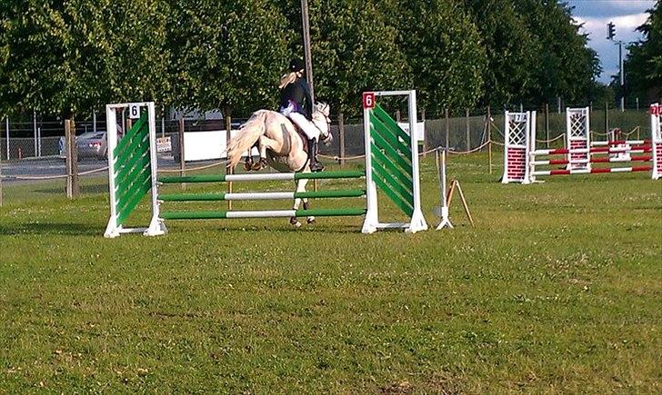 Connemara Sdr. Vestermark Carreen  - LA i boller på dyreskuepladsen<3 billede 16