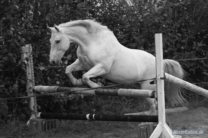 Anden særlig race Osanna  - Ja man! Du kom  over ;D <3 - første gang hun blev løssprunget :) hun har sprunget højere, sidste gang jeg løssprang hende :9 - bare ingen kamera :) billede 3