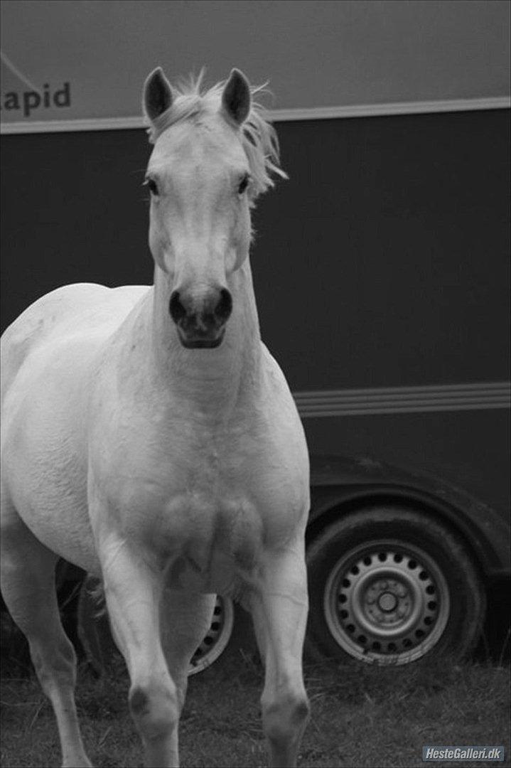 Anden særlig race Osanna  - Elsker når du er glad<3 billede 8