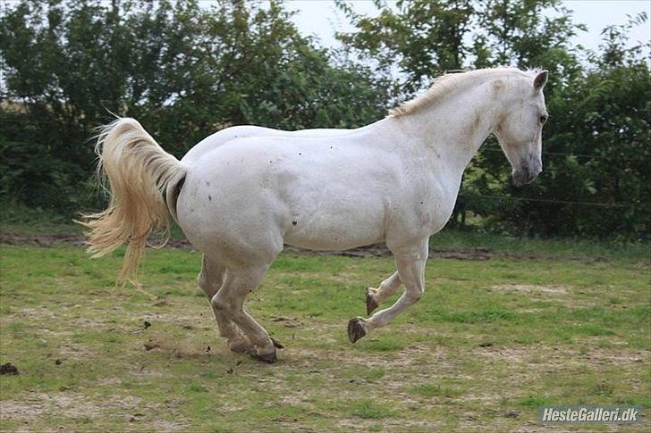 Anden særlig race Osanna  - Haha! Halvt stejl, halvt buk xD  billede 9